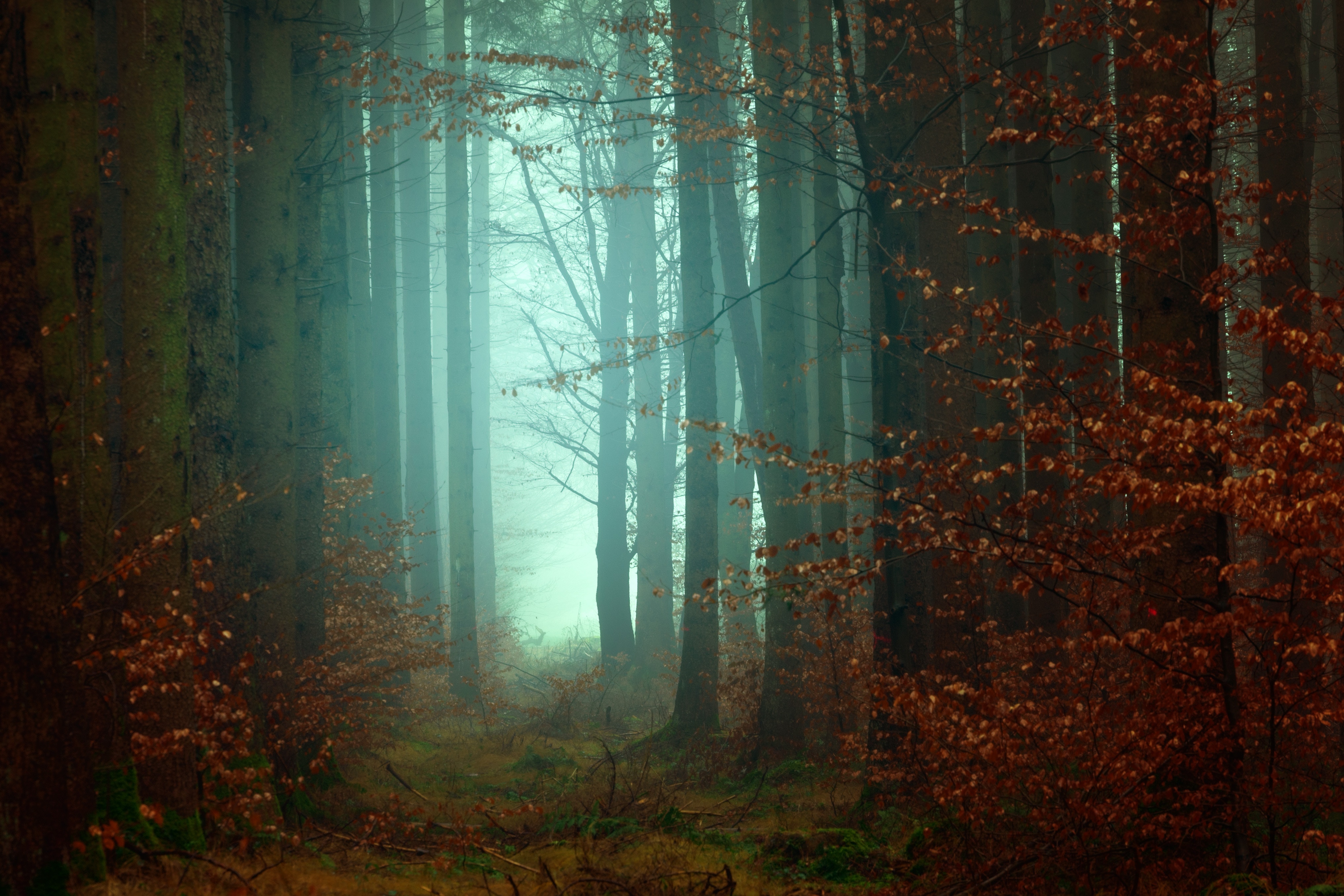 eerie-forest-abigail-wilson